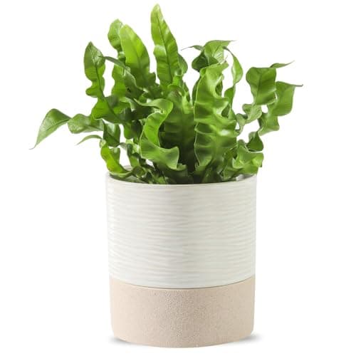 Nihow Ceramic Self-Watering Plant Pot, 4.5 in