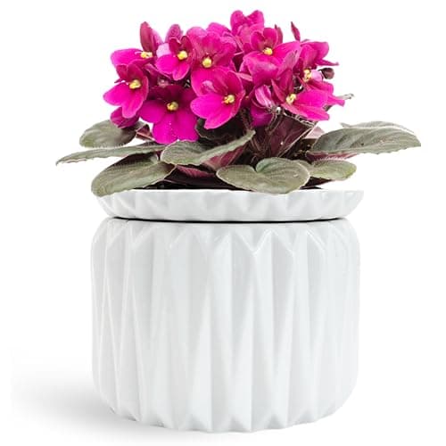 Thriving Thicket 6-Inch Self-Watering African Violet Pot with Fill Lines
