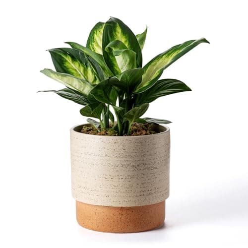 Chubacoo Ceramic Self-Watering Planter, 8 in
